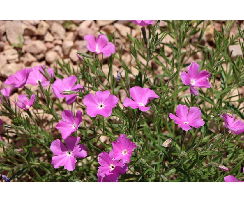 Santa Fe Phlox